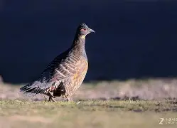 丕指定賲賱氐赗乇爻賰爻胤賷夭hd 丕指定賲賱氐赗乇爻賰爻胤賷夭hd