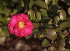 看pklkkj9ioji 看pklkkj9ioji